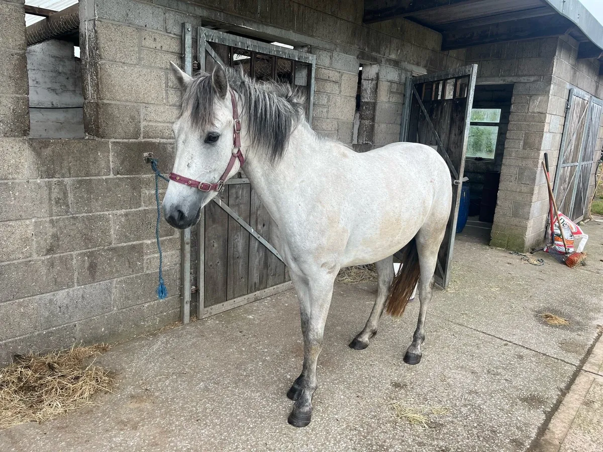 3 year old Connemara filly - Image 1