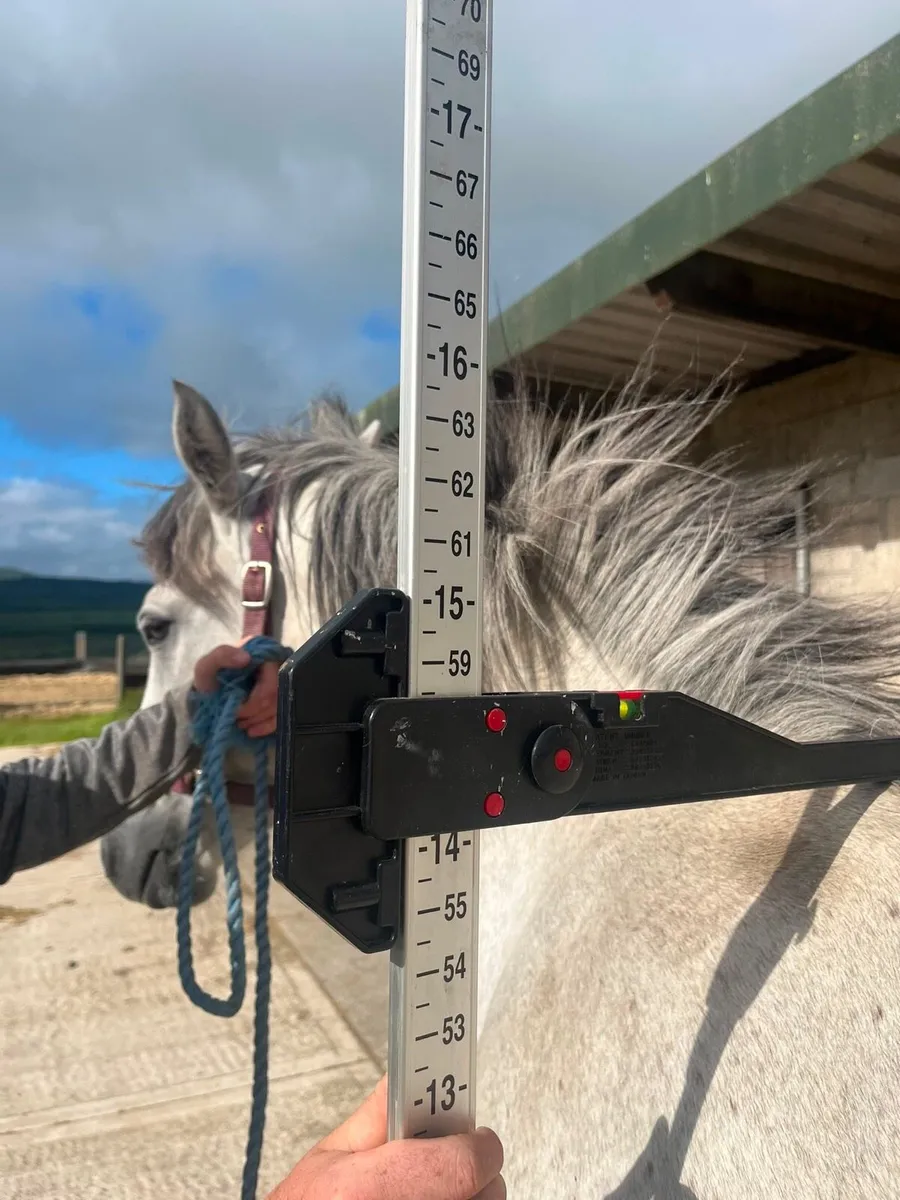 3 year old Connemara filly - Image 4