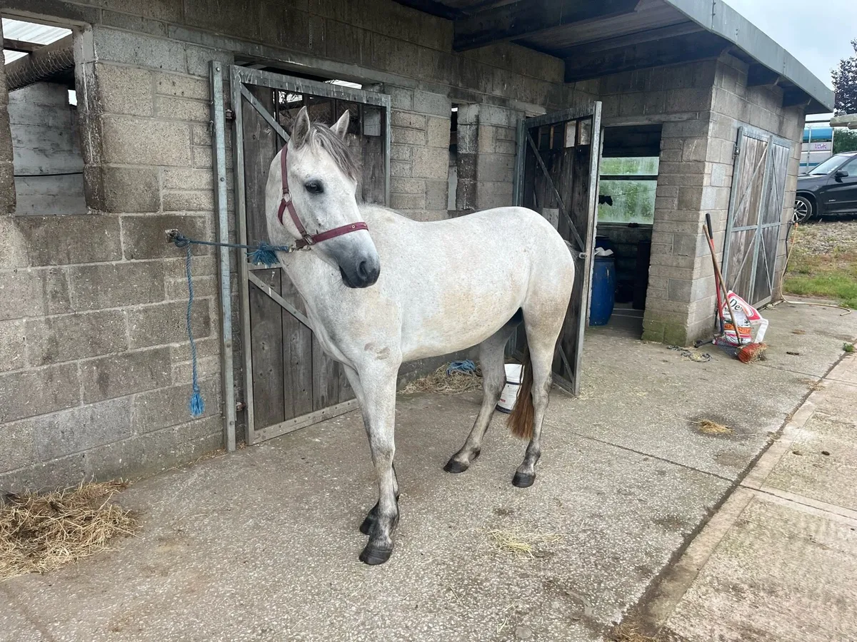3 year old Connemara filly - Image 2