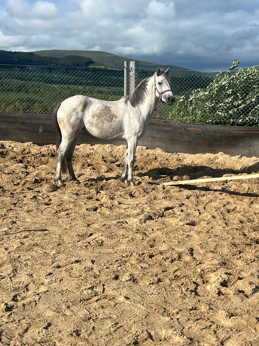 3 year old Connemara filly - Image 3