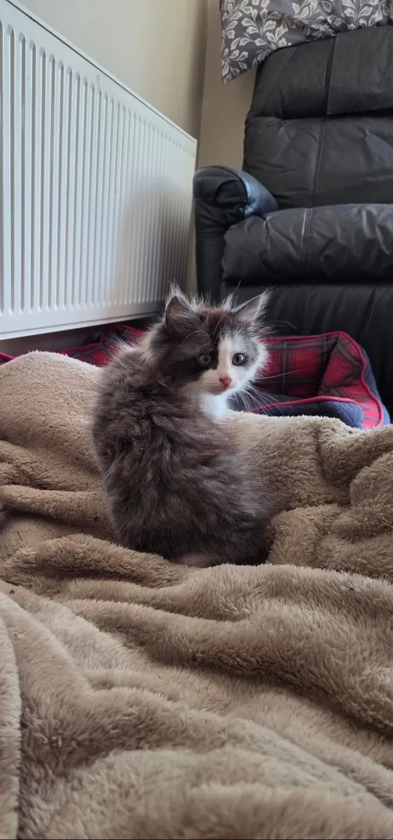 Persian / turkish van kittens - Image 3