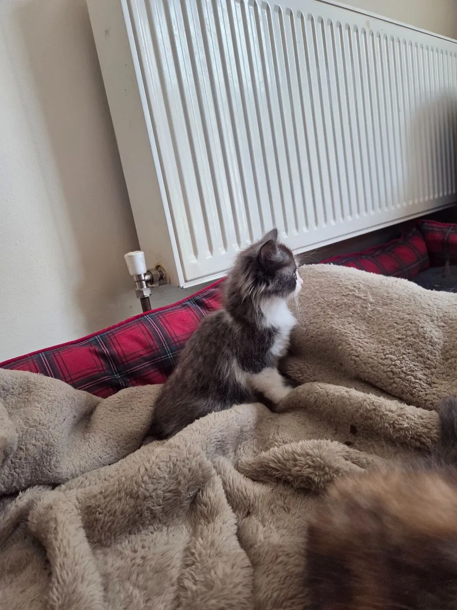 Persian / turkish van kittens - Image 4