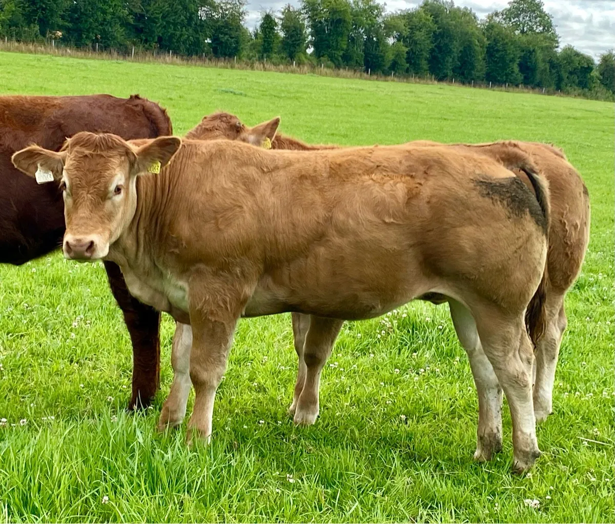 Pedigree Graiggoch Rambo lim Heifer - Image 1
