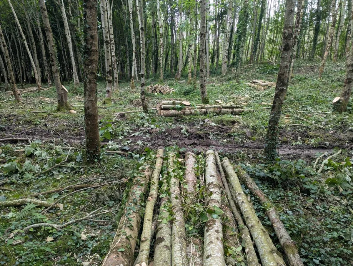 Hardwood thinnings - Image 2