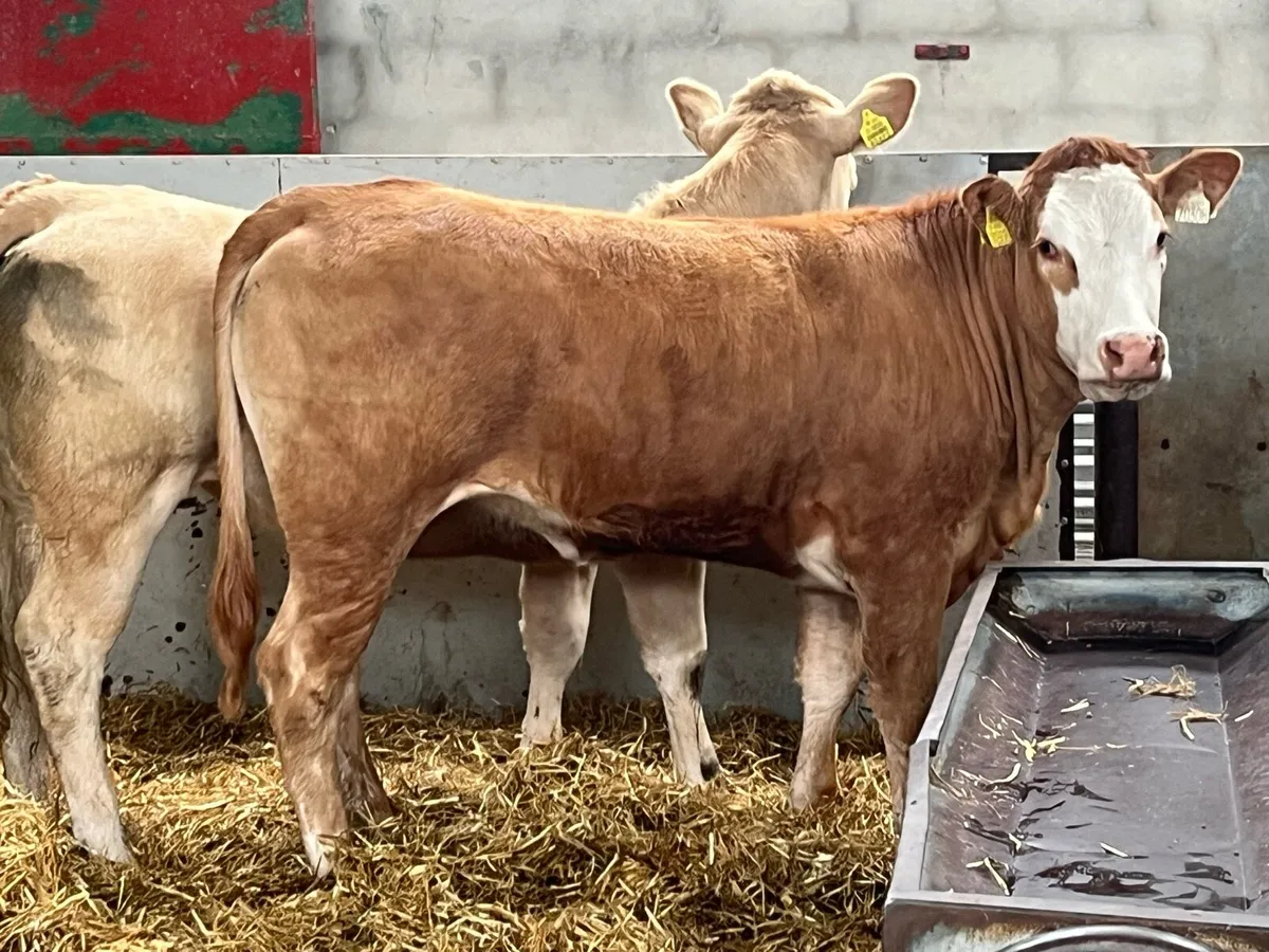 Super U Grade 400Kg CH & LIM Store Heifers - Image 1