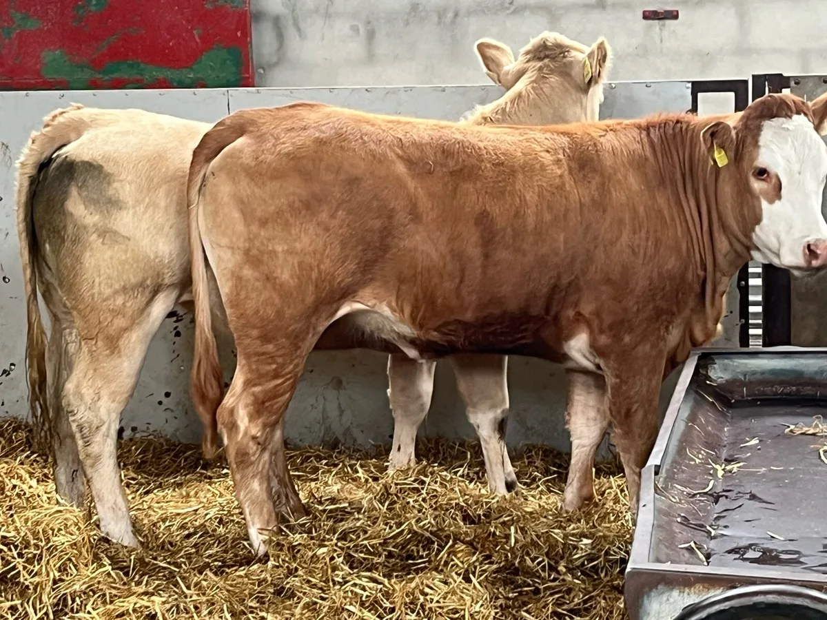 Super U Grade 400Kg CH & LIM Store Heifers - Image 2