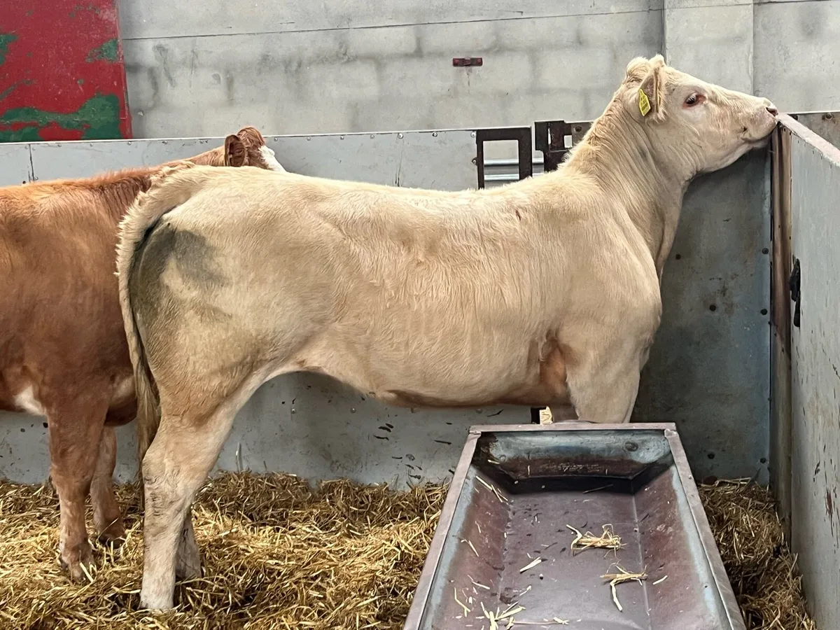 Super U Grade 400Kg CH & LIM Store Heifers - Image 3