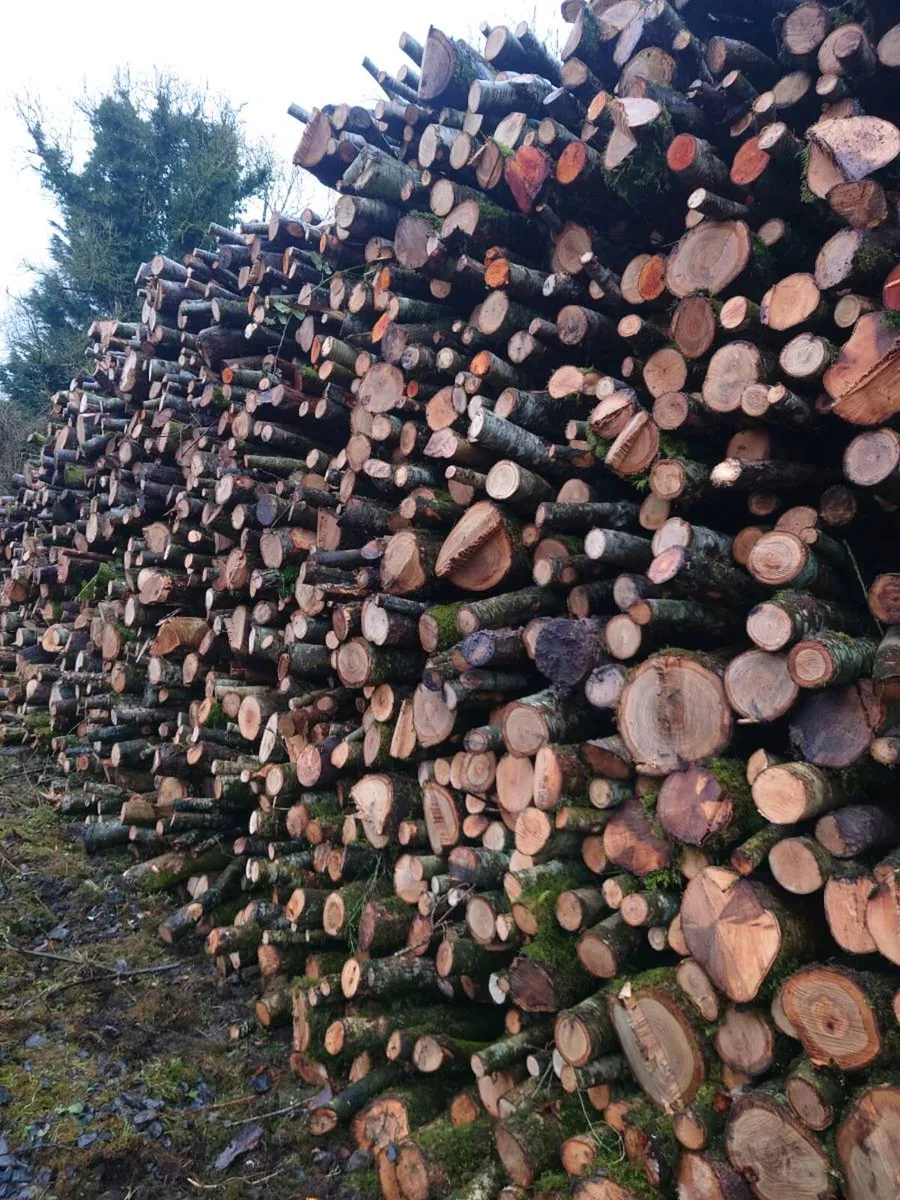 Hardwood thinnings - Image 3