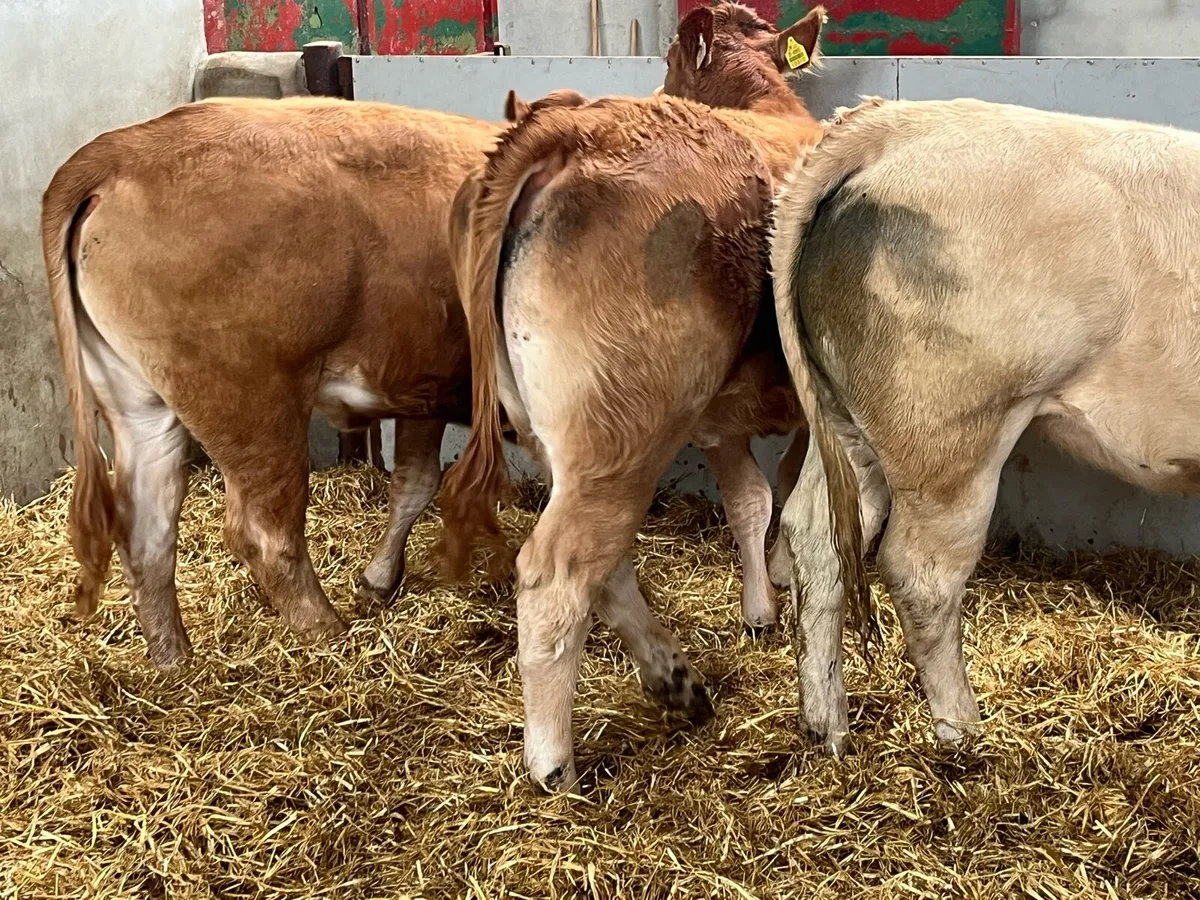 Super U Grade 400Kg CH & LIM Store Heifers - Image 4
