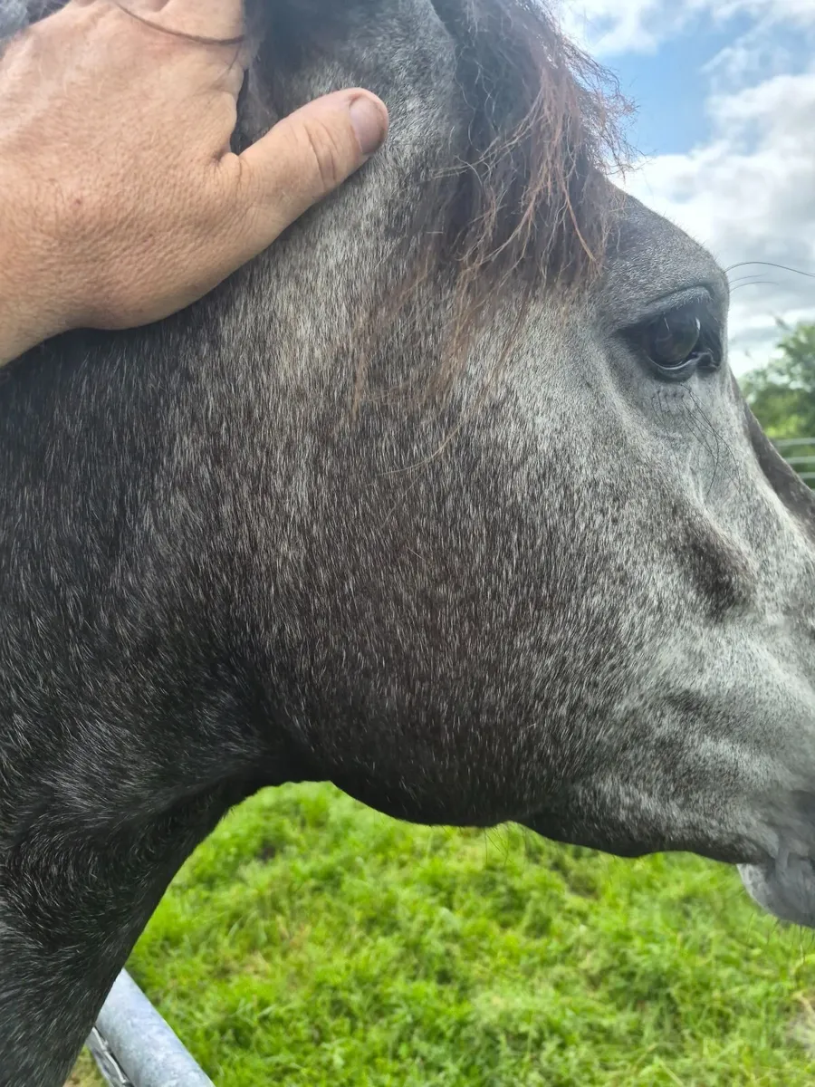 Connemara  filly - Image 1