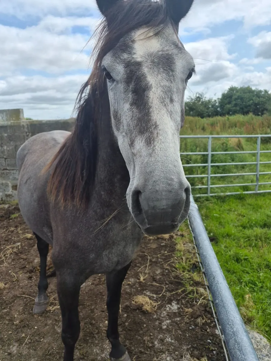 Connemara  filly - Image 2