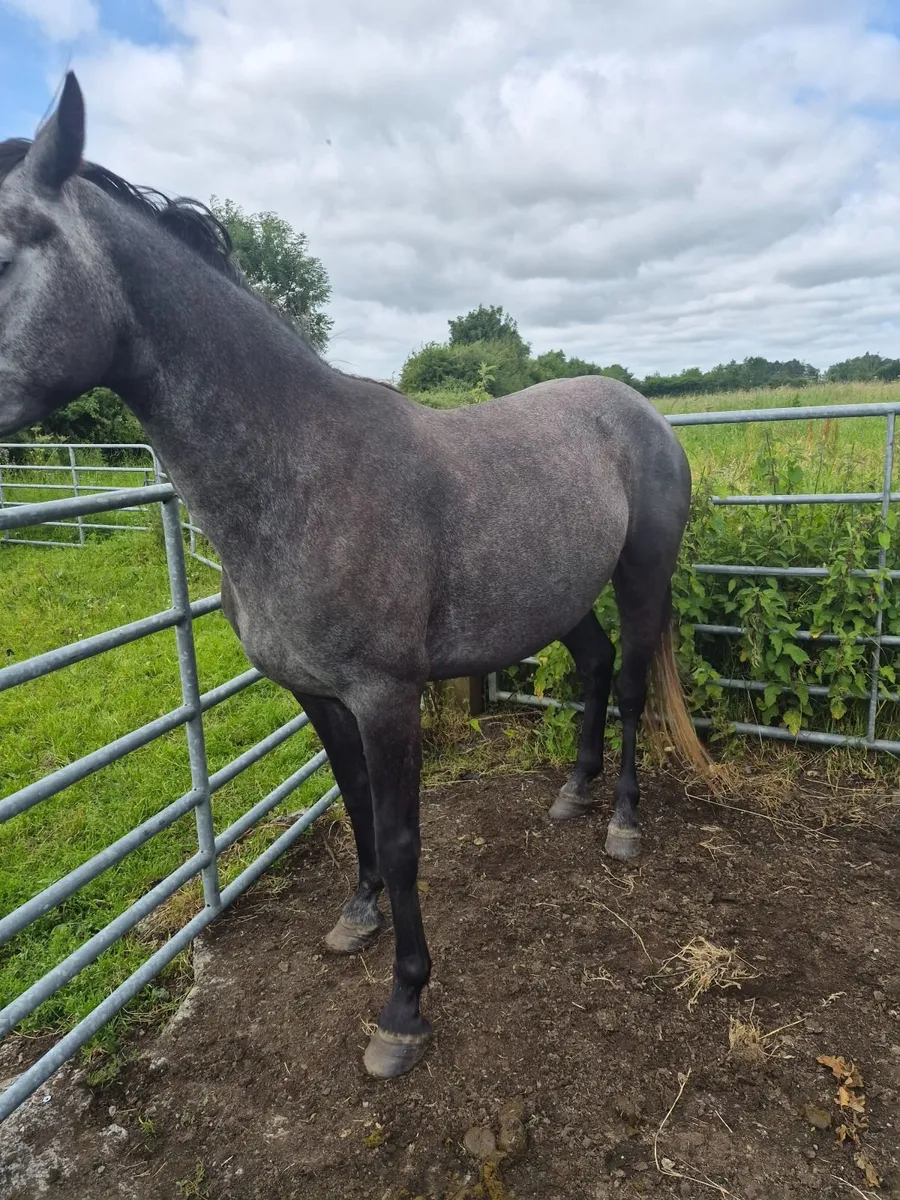 Connemara  filly - Image 3