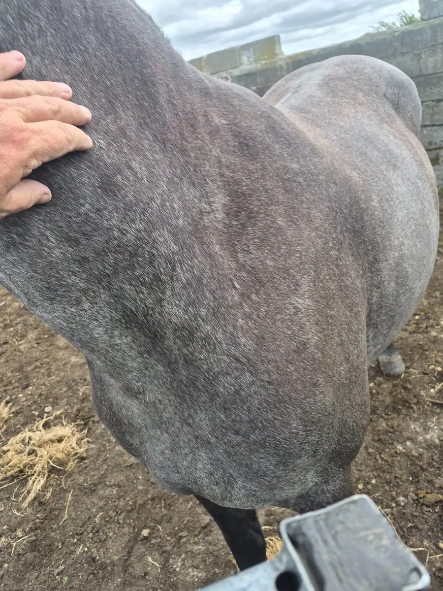 Connemara  filly - Image 4