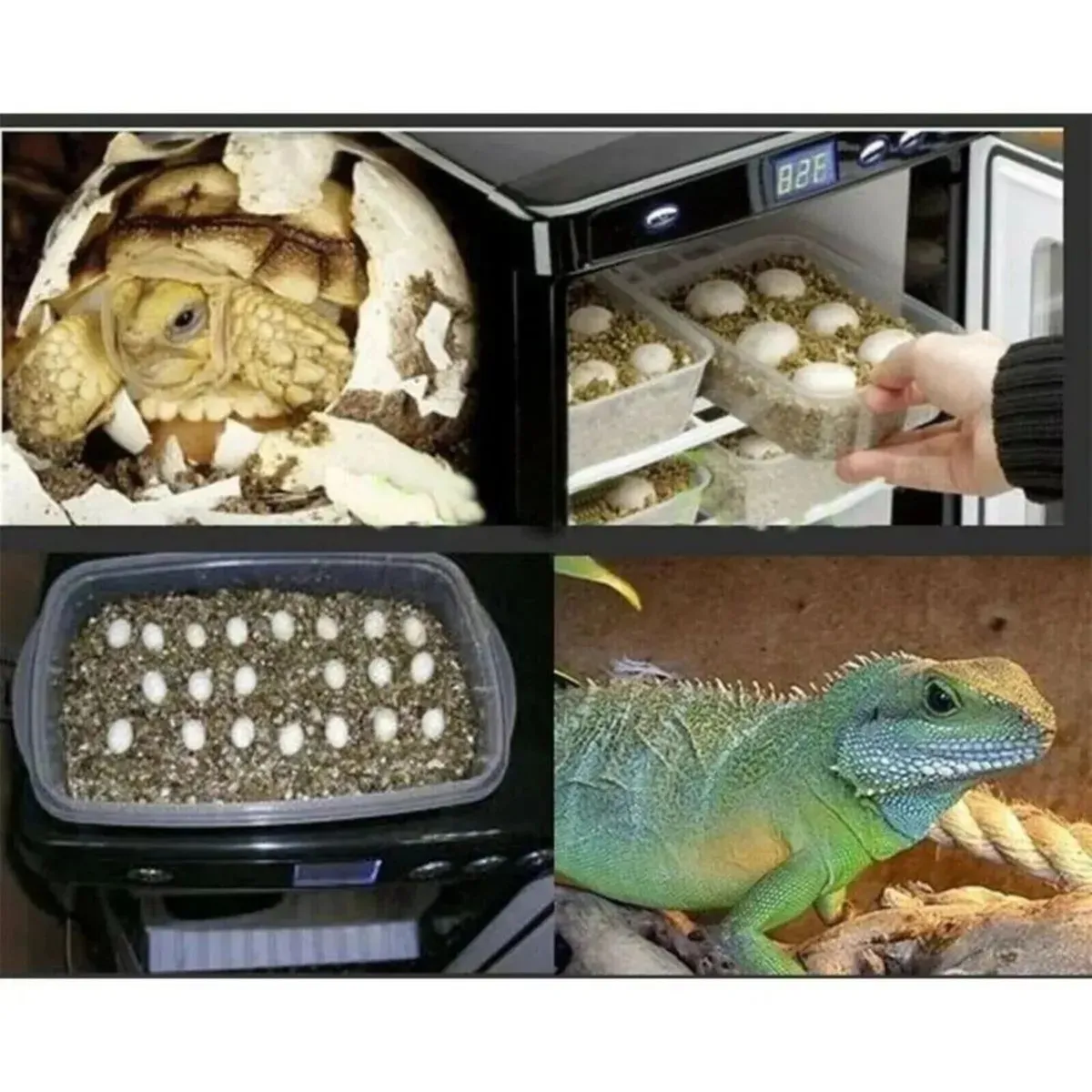 Reptile Egg Incubator 25L Digital Temp Control - Image 3