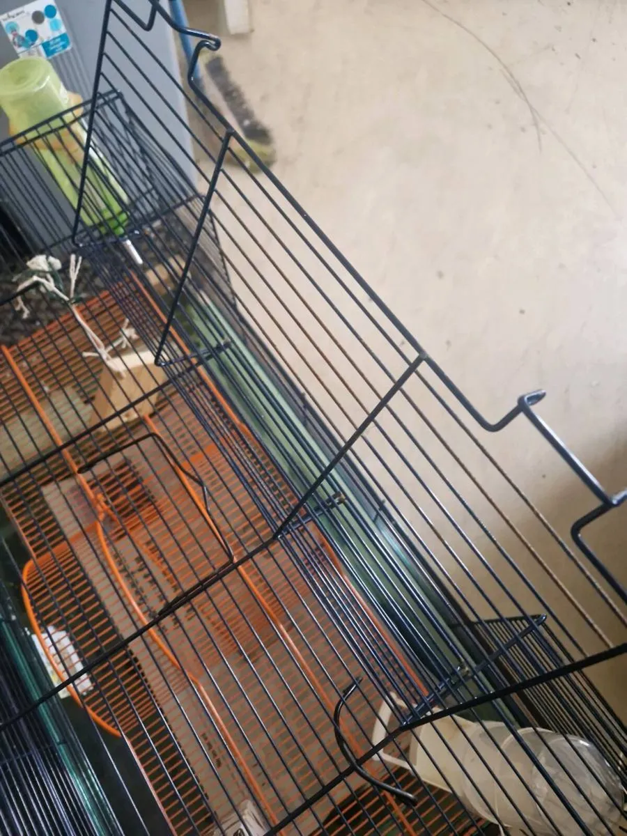 Hamster cage ginny pig rat cage - Image 2
