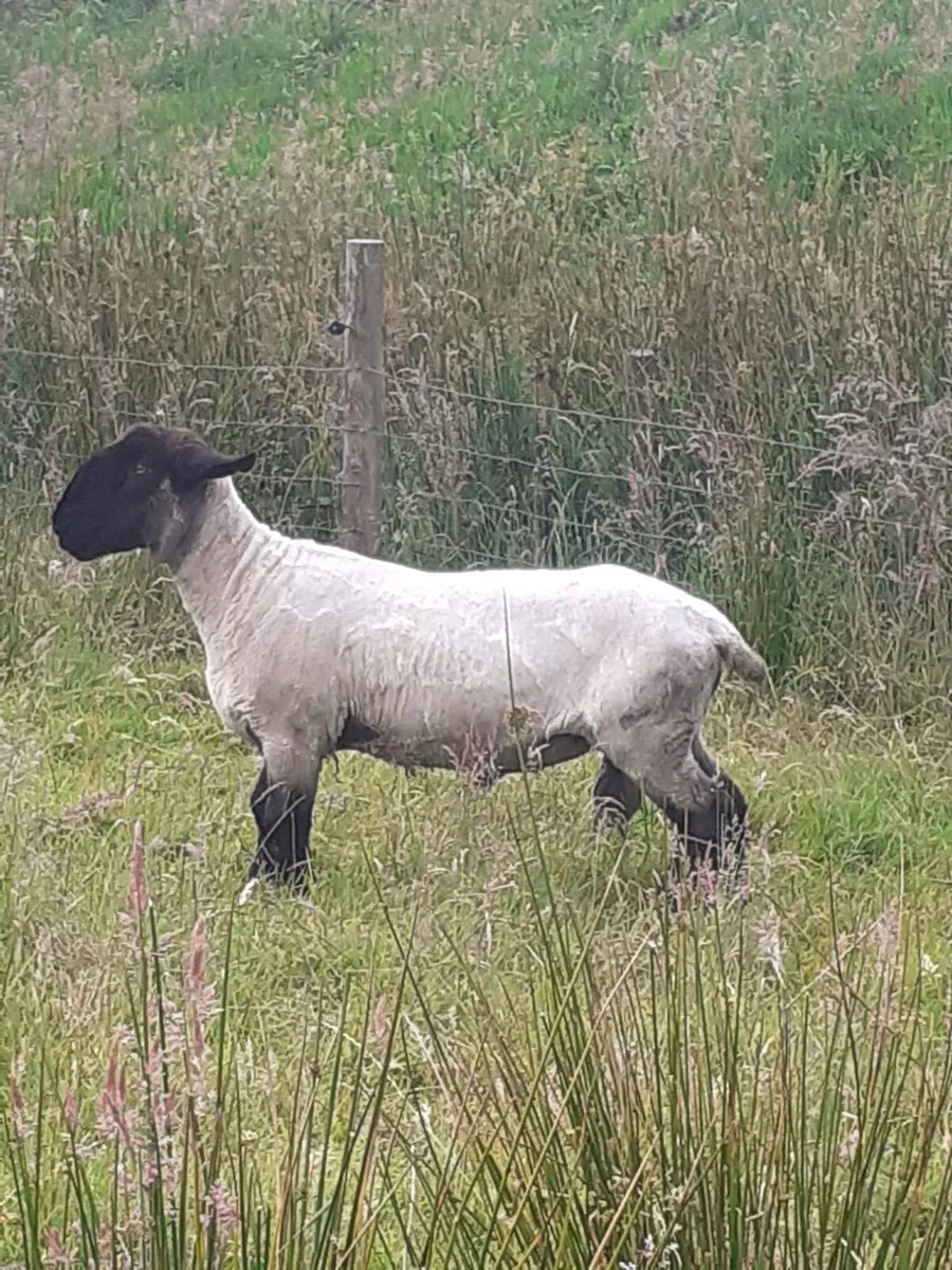 Pedigree Suffolk ram and Dutch spotted ram lamb - Image 1