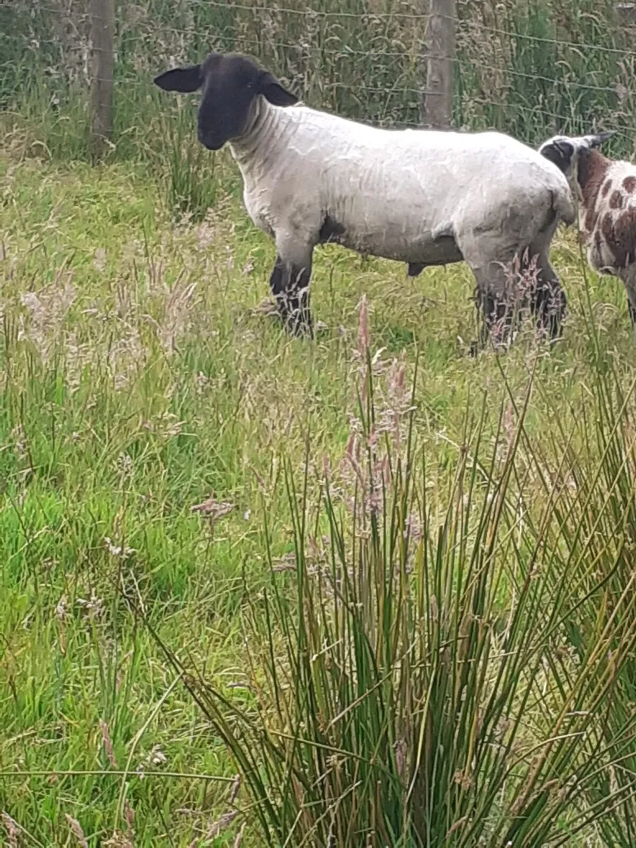Pedigree Suffolk ram and Dutch spotted ram lamb - Image 2