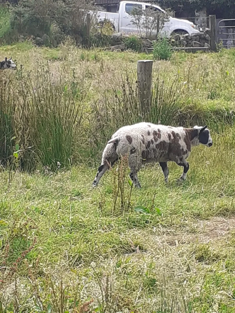 Pedigree Suffolk ram and Dutch spotted ram lamb - Image 3
