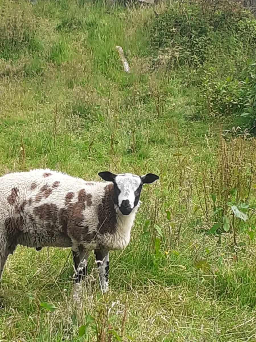 Pedigree Suffolk ram and Dutch spotted ram lamb - Image 4