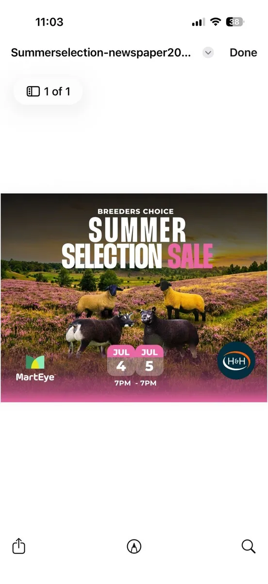 Breeders choice summer selection auction - Image 1
