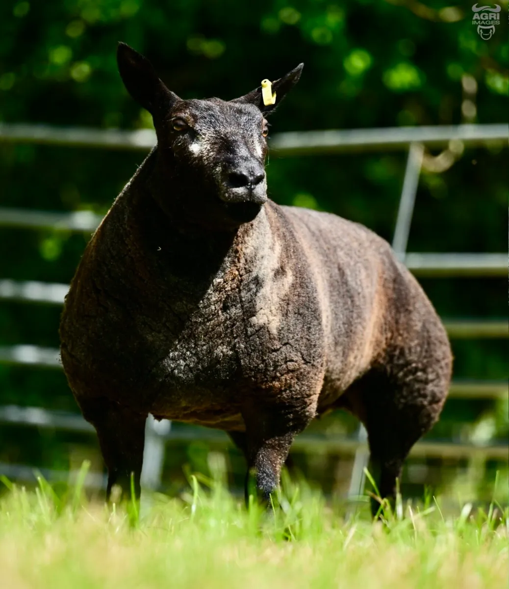 Breeders choice summer selection auction - Image 3