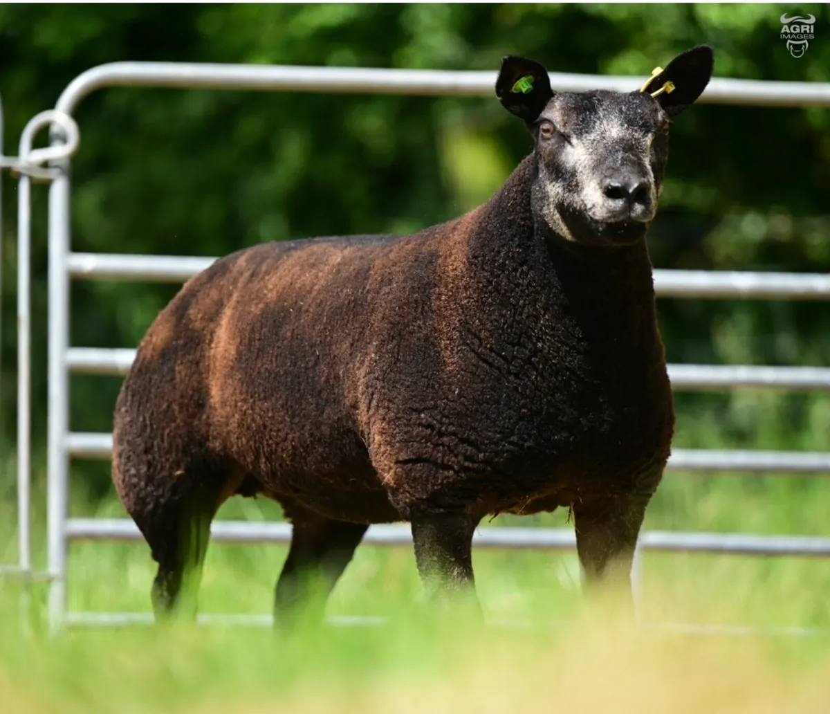 Breeders choice summer selection auction - Image 4