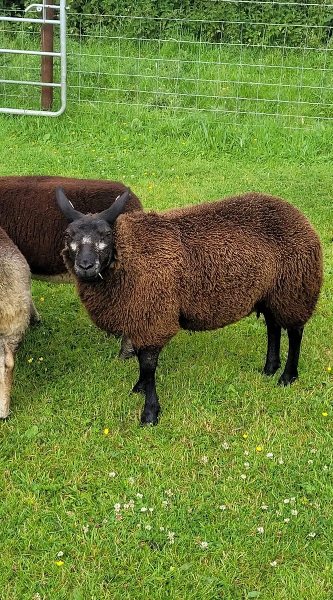 Pedigree registered Dassenkop ewe lamb