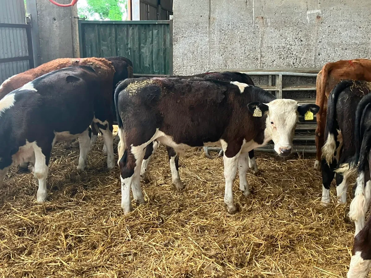15 super Hereford bull weanlings - Image 4