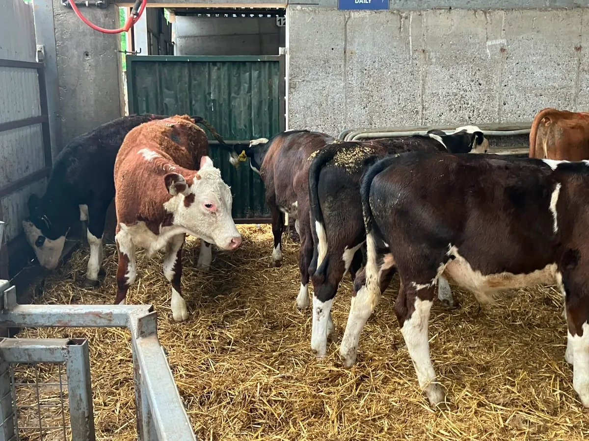 15 super Hereford bull weanlings - Image 2