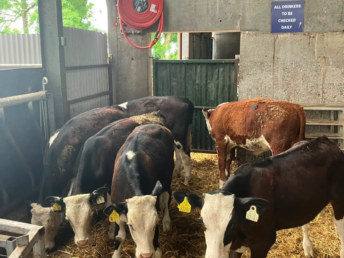 15 super Hereford bull weanlings - Image 3