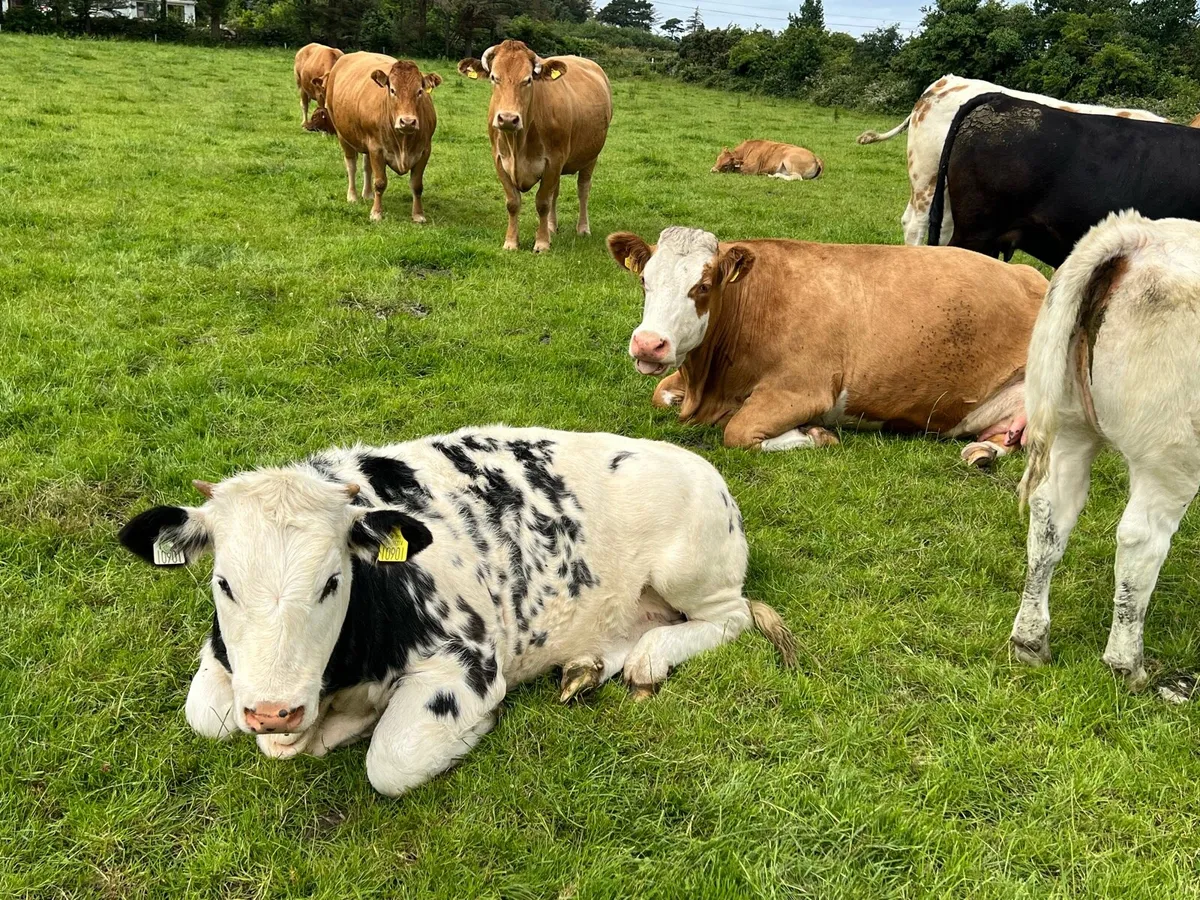 Heifers - Image 4