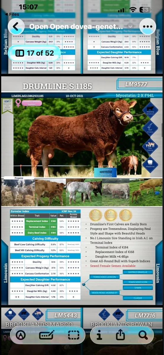 Heifers - Image 2