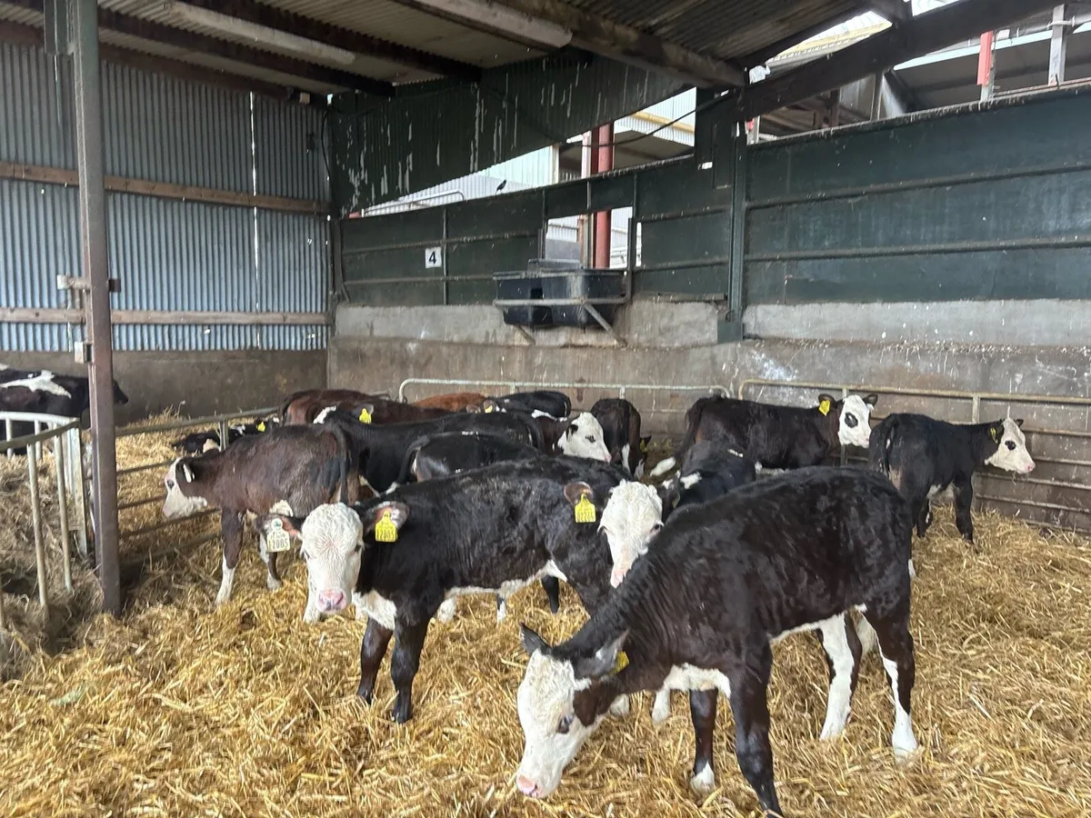 15 super 2 months old Hereford heifers - Image 4
