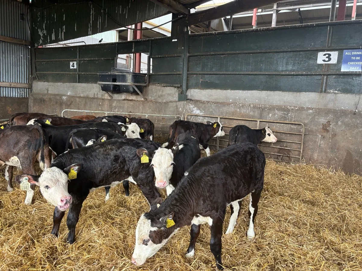 15 super 2 months old Hereford heifers - Image 2