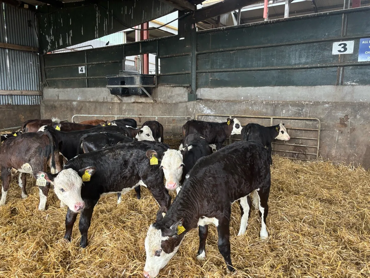15 super 2 months old Hereford heifers - Image 3