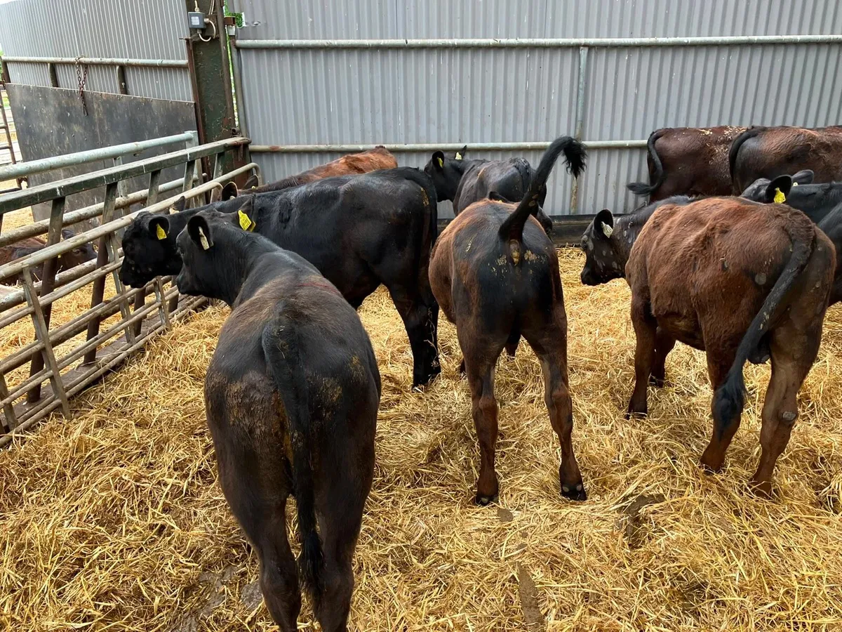 30 super Angus bull weanlings - Image 1
