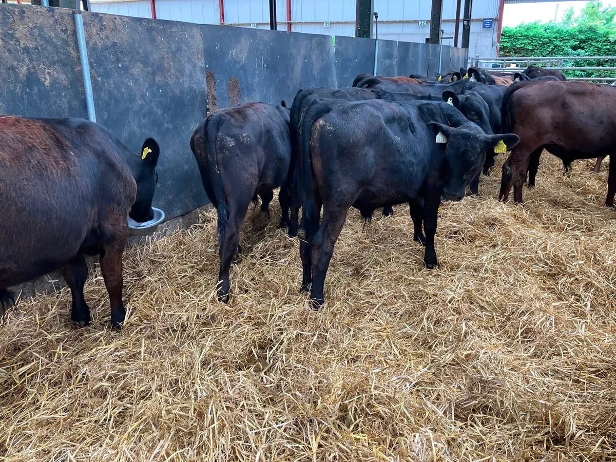 30 super Angus bull weanlings - Image 2