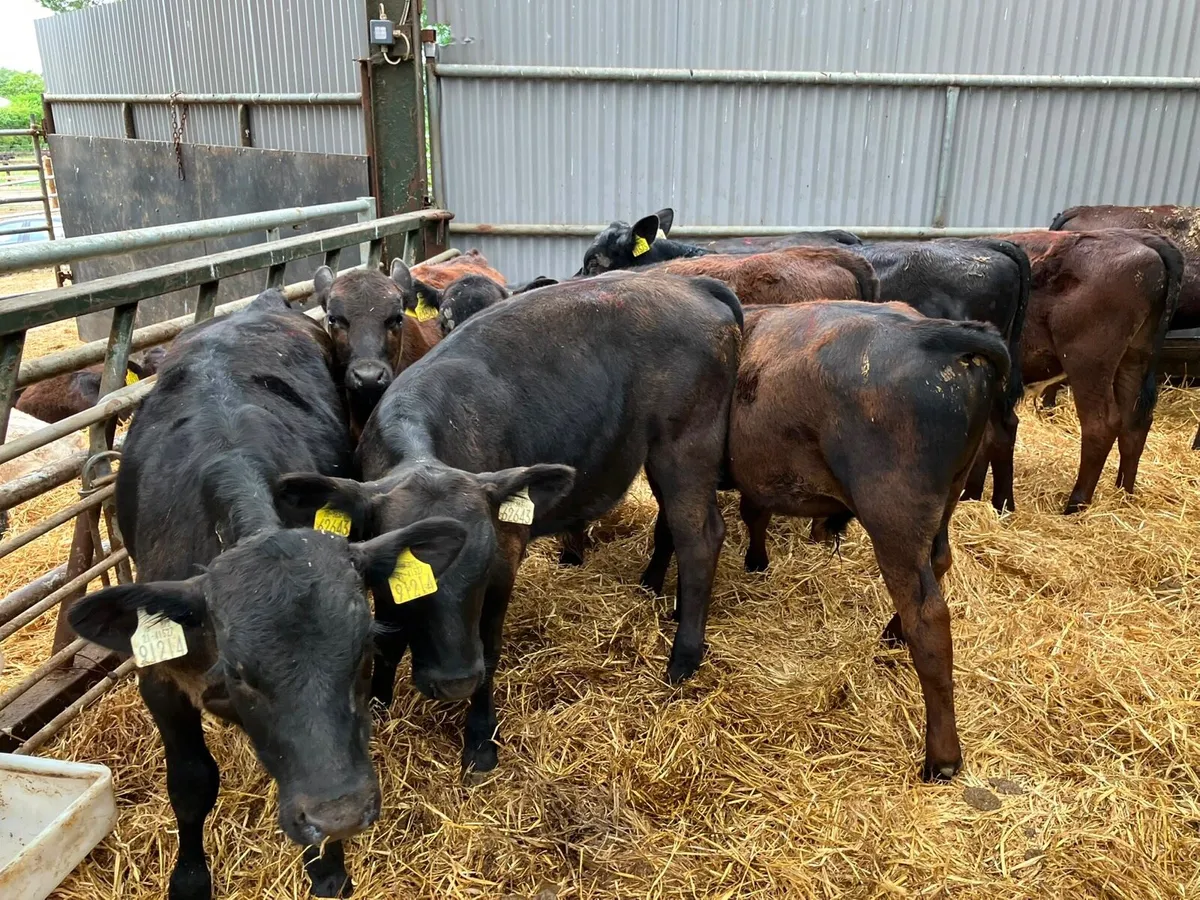 30 super Angus bull weanlings - Image 3