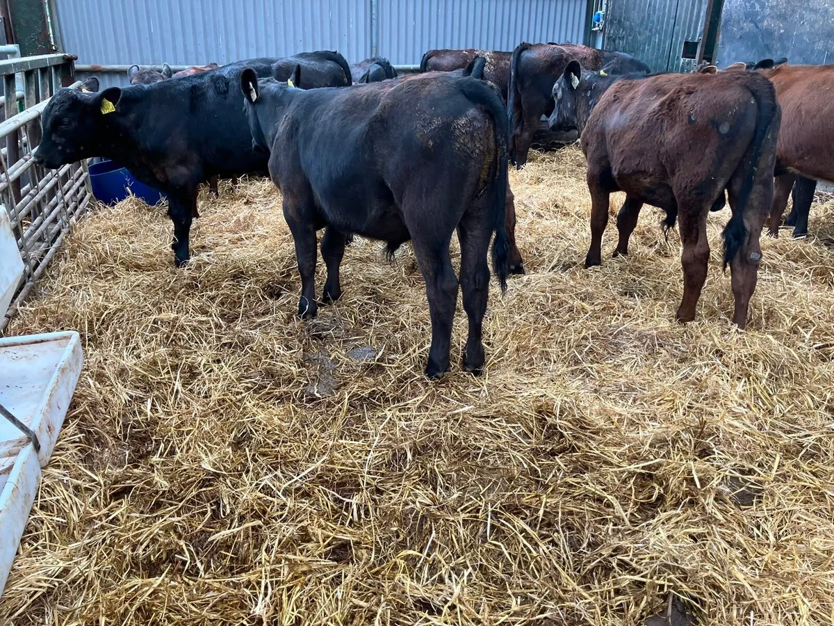 30 super Angus bull weanlings - Image 4
