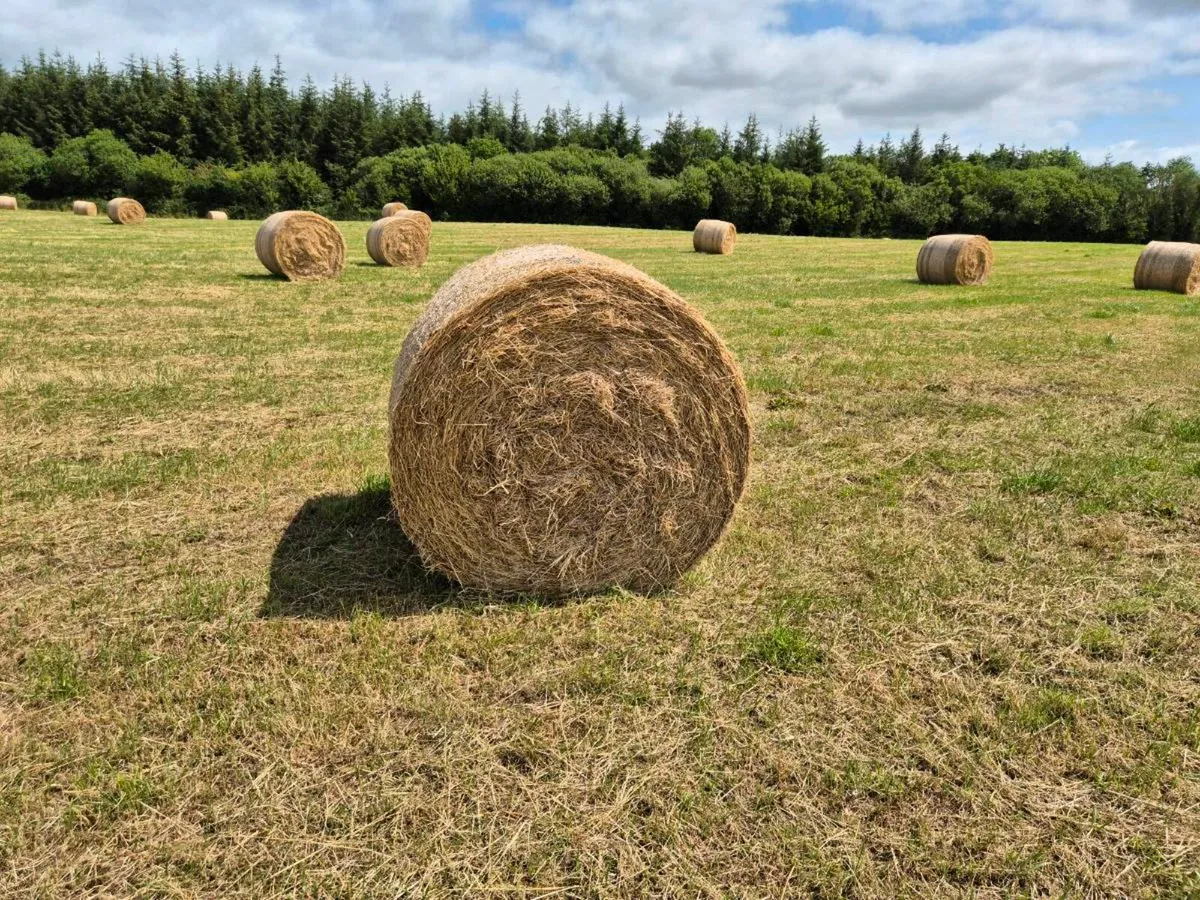 Hay For Sale