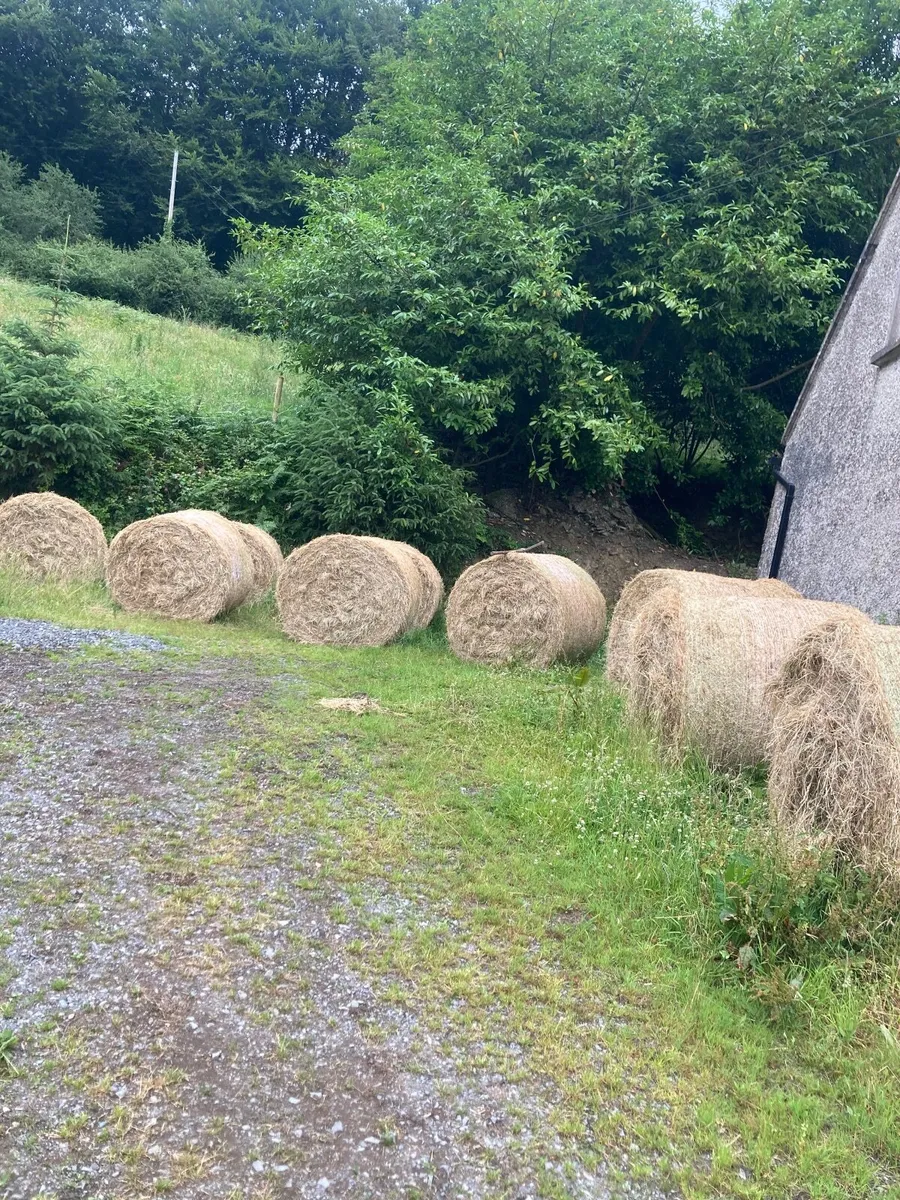 Round bales of hay - Image 1