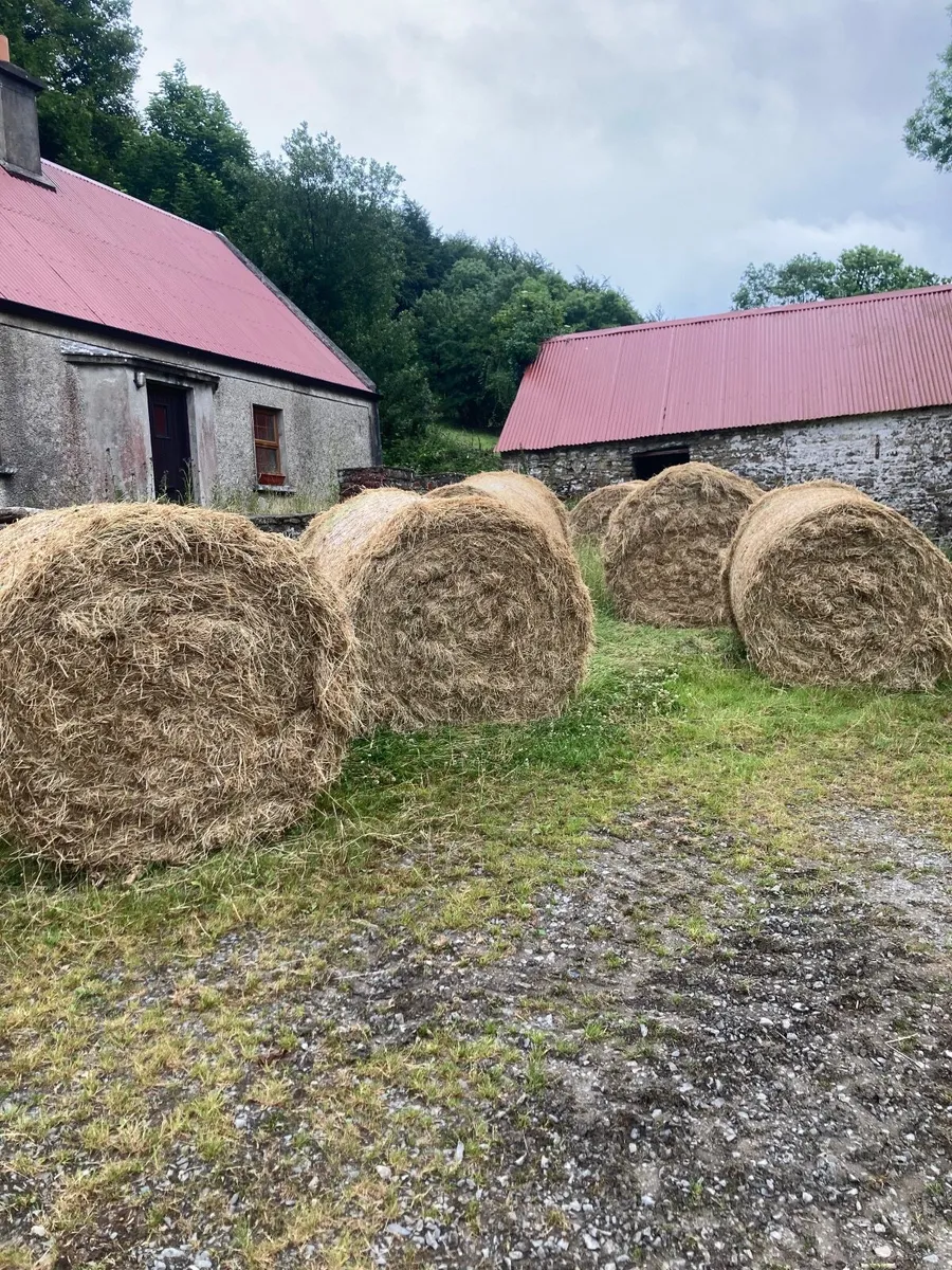 Round bales of hay - Image 2