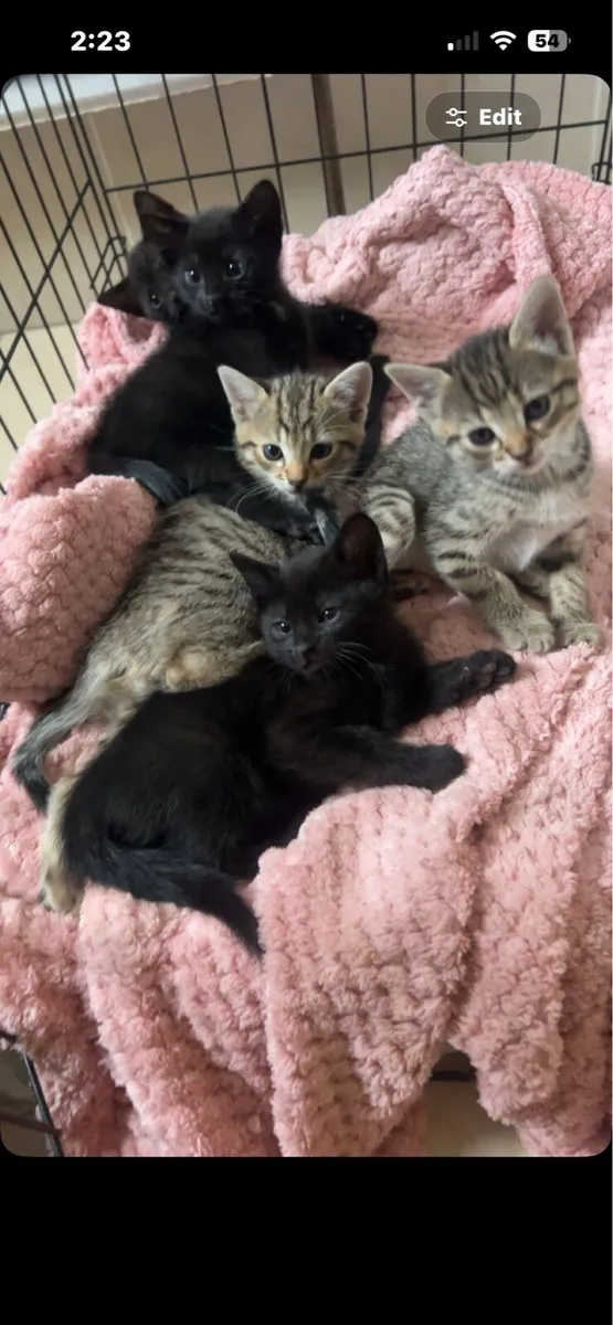 3 black kittens for sale - Image 1