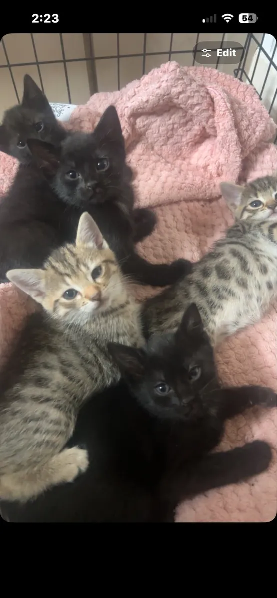 3 black kittens for sale - Image 2