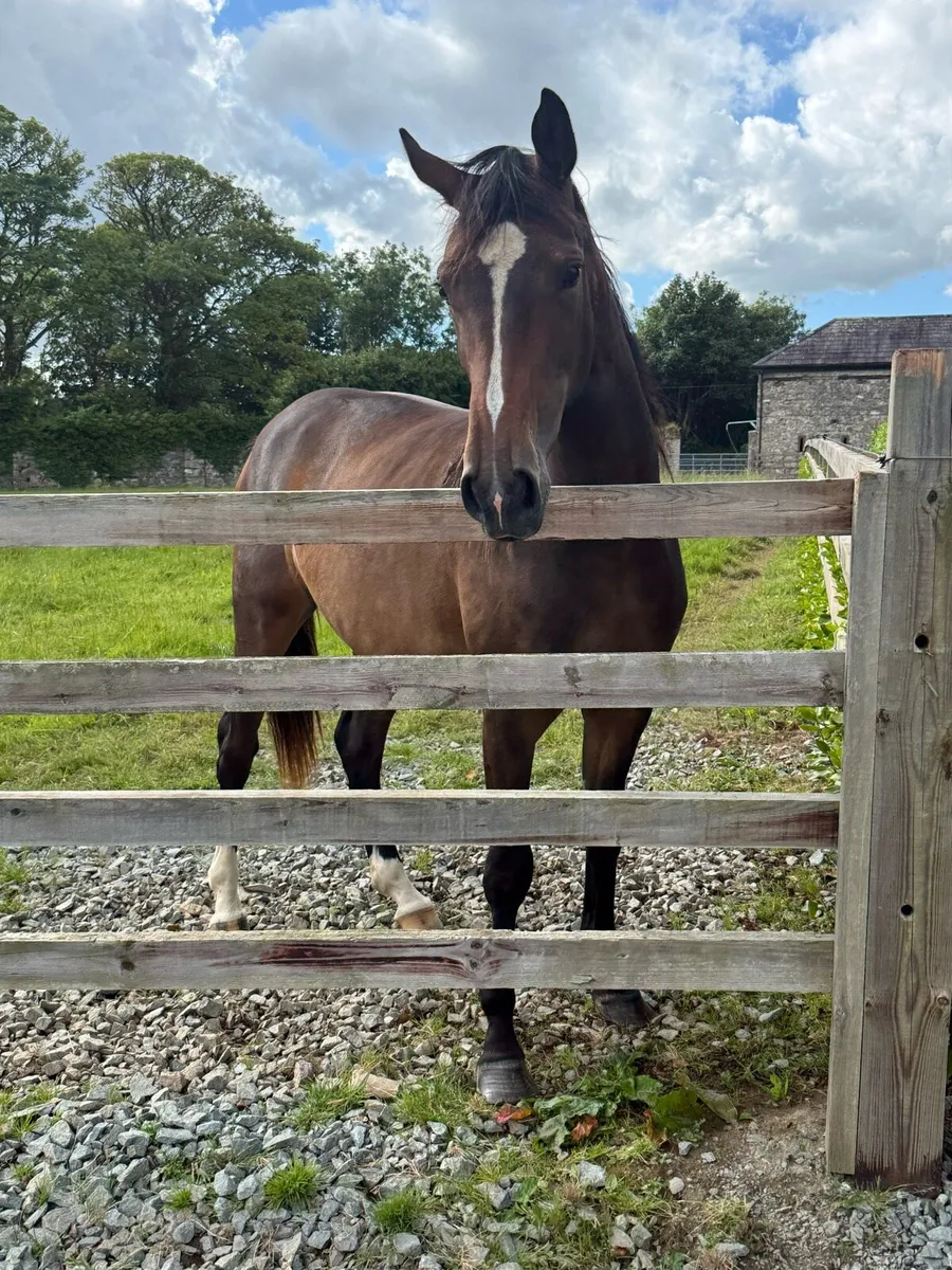 Grand Cru 2yo - Image 1