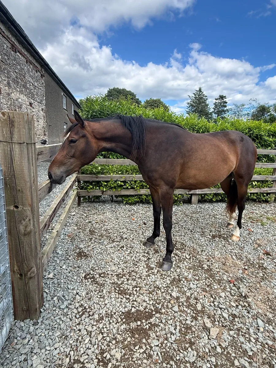 Grand Cru 2yo - Image 2