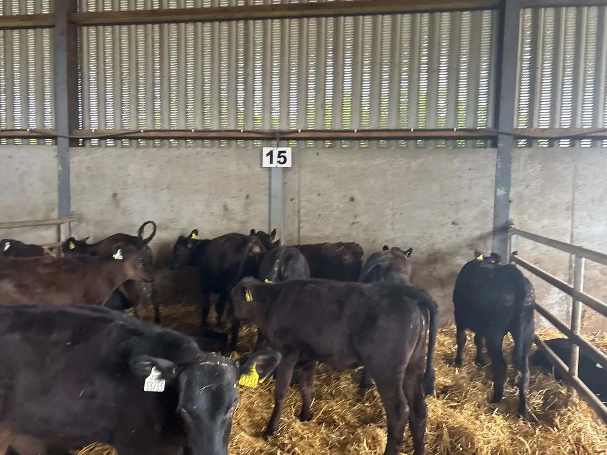 12 super Angus heifer weanlings - Image 2