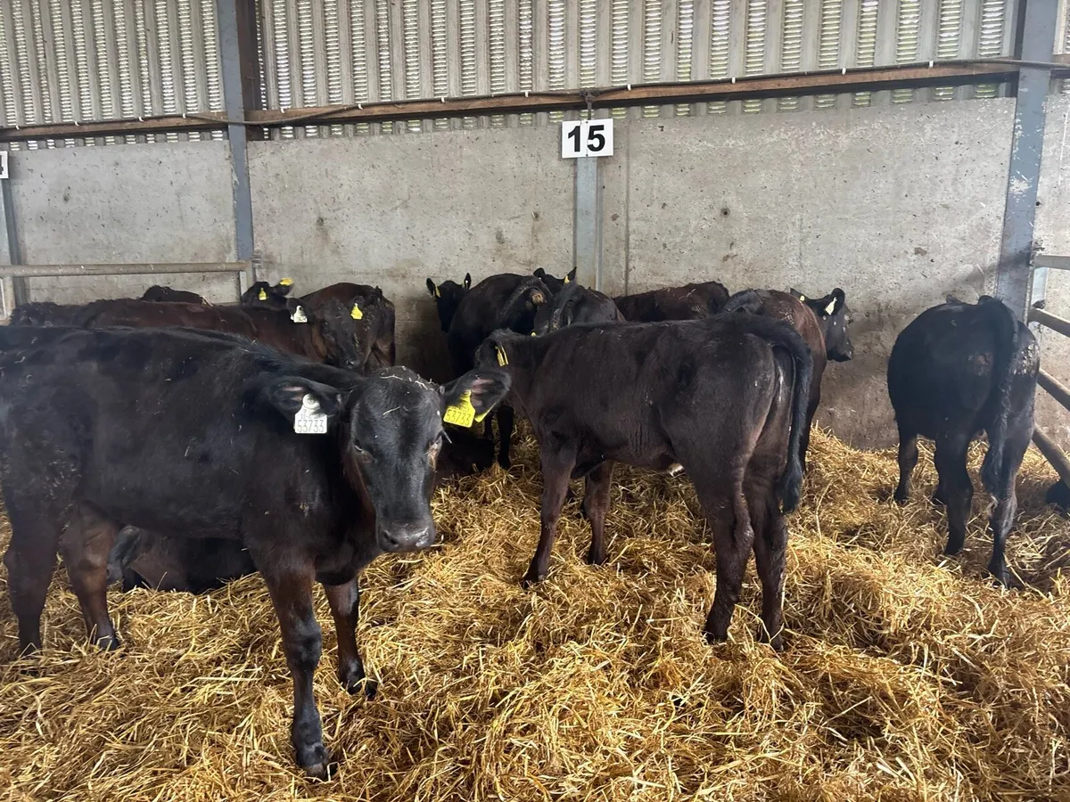 12 super Angus heifer weanlings - Image 4