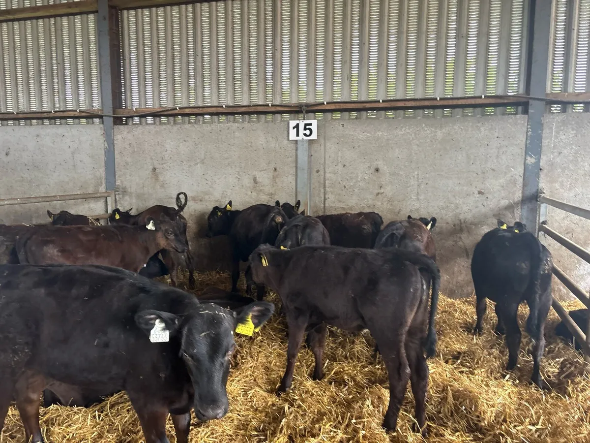12 super Angus heifer weanlings - Image 3