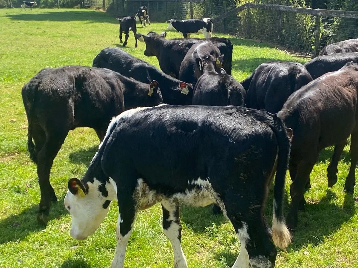 20 Heifers 4/5 Months Old ( No Moves) - Image 1